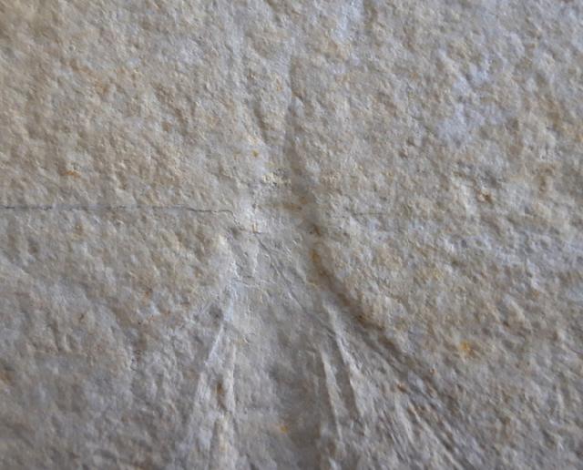 Myrmicium schroeteri GERMAR 1839 - Bild &copy; FossNet FossilienStore